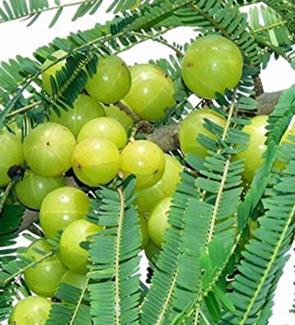 AMLA Benifits for your hair!