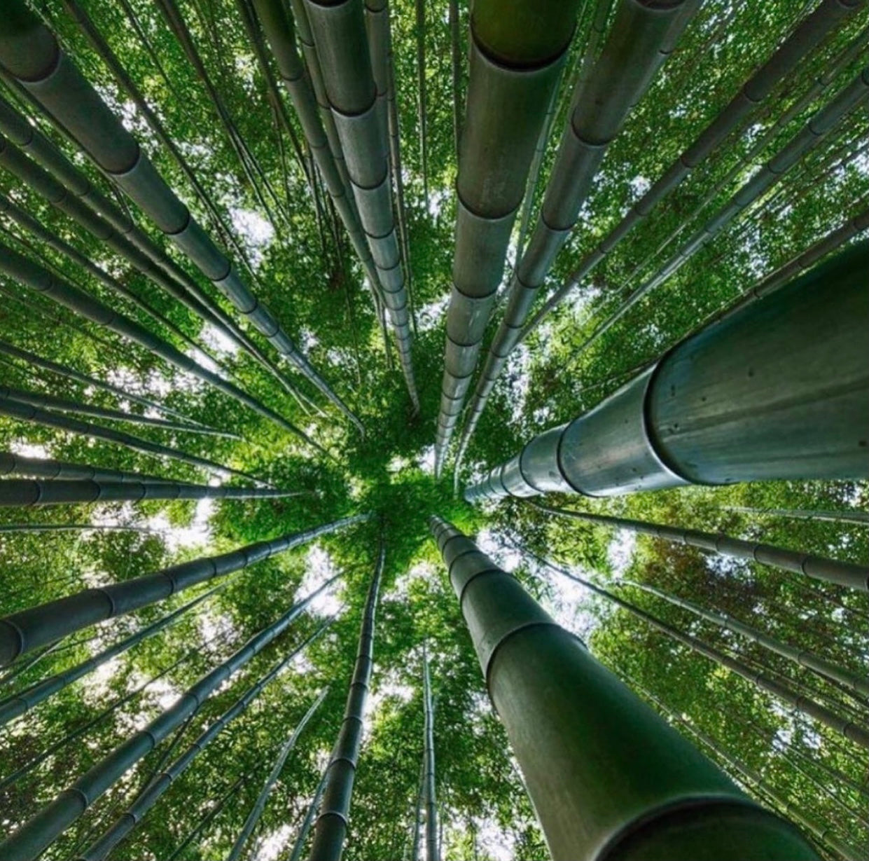 Organic Bamboo Extract benefits for your hair!